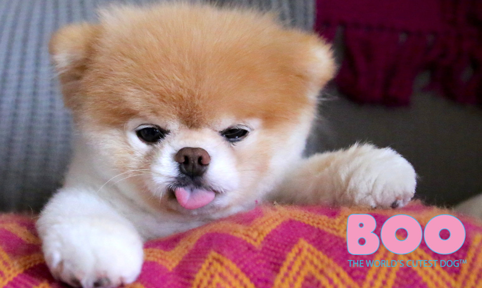 Buffalo Built: Spotlight Signs Buffalo Games for Boo the World’s Cutest Dog™ Puzzles image